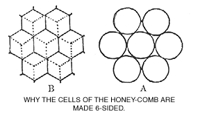 lusby-honeycomb-1