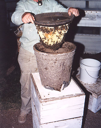 Here Dee has opened up the swarm trap and is beginning to remove the bees and comb for transferring into standard deep super bee equipment. All of this being done by flashlight.