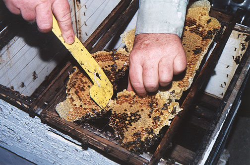 Each piece of brood comb is laid on top of the wires and fit like a puzzle till the frame is full, at which time, the hinged frame is closed and wired shut, trapping the comb between the wires.