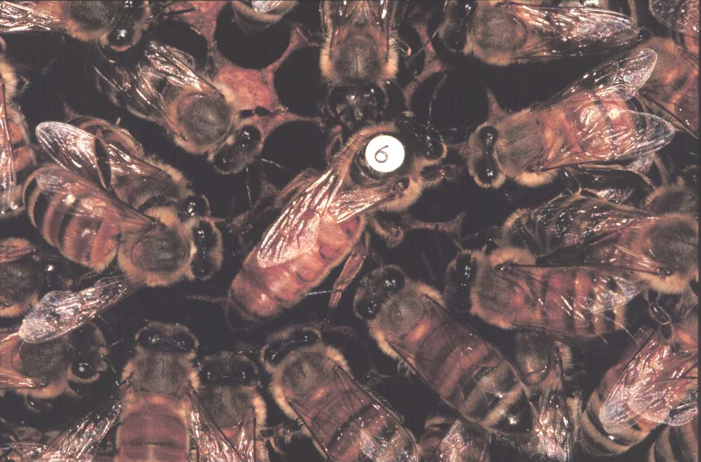 A honey bee queen and her court