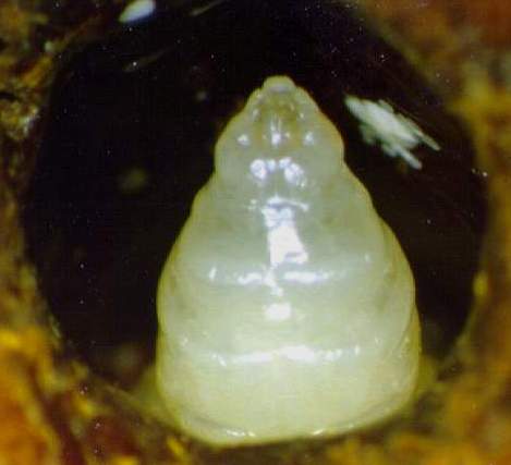 A worker prepupa.  Notice the pile of mite feces located on the cell wall (to the right of prepupa).