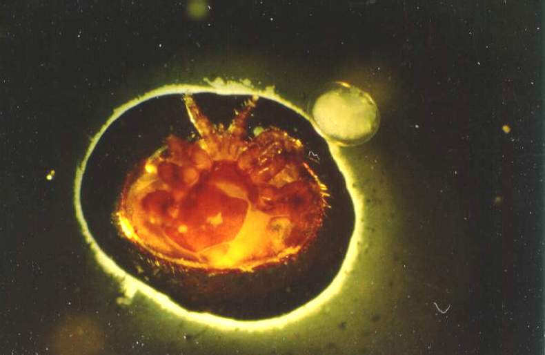 The first egg from a varroa mite (next to the right side of the mite).  It was removed from the mite under a microscope.  The white ring around the mite is light reflecting from the glue that was used to anchor it for dissection