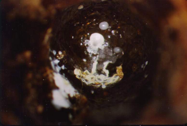 The male protonymph as seen during day 12-13 of the honey bee's pupal development.  This cell also contains two additional mite eggs (one above and one to the right of the male) 