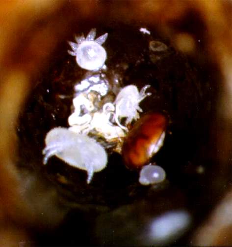 A mite family as seen at the beginning of the 15th day of bee development.  The four mite progeny are: (1) egg [below mother mite], (2) female deutonymph [lower left of mother mite], (3) male deutonymph [immediately above mother mite] and (4) a female protonymph [farthest above and to left of mother mite].
