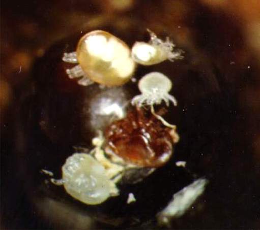 A mite family as seen on the 17-18th day of the bee's development.  The family consists of the mother mite, and her adult son and adult daughter (both located the farthest above the mother mite).  The remaining two progeny are female deutonymphs.