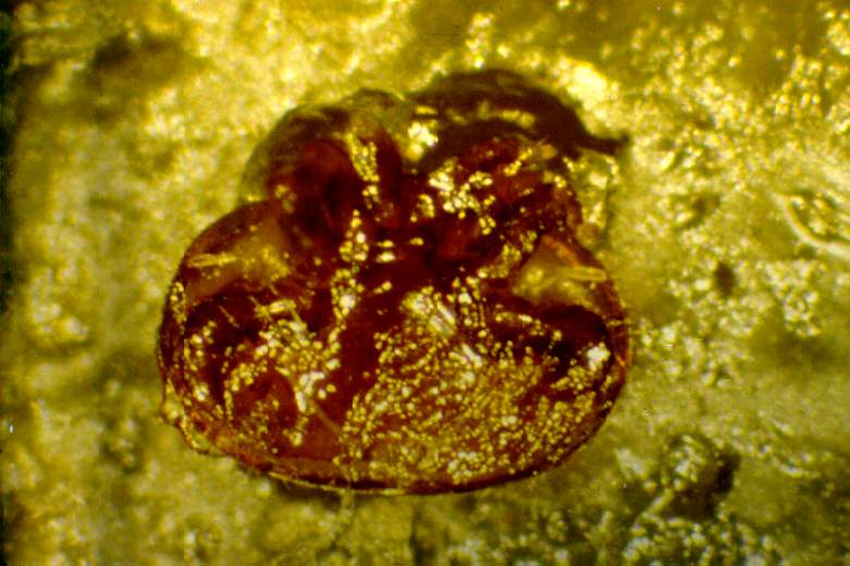 Immobile varroa mite in brood food.  The third and fourth pairs of legs have been spread to show the two peritremes. 